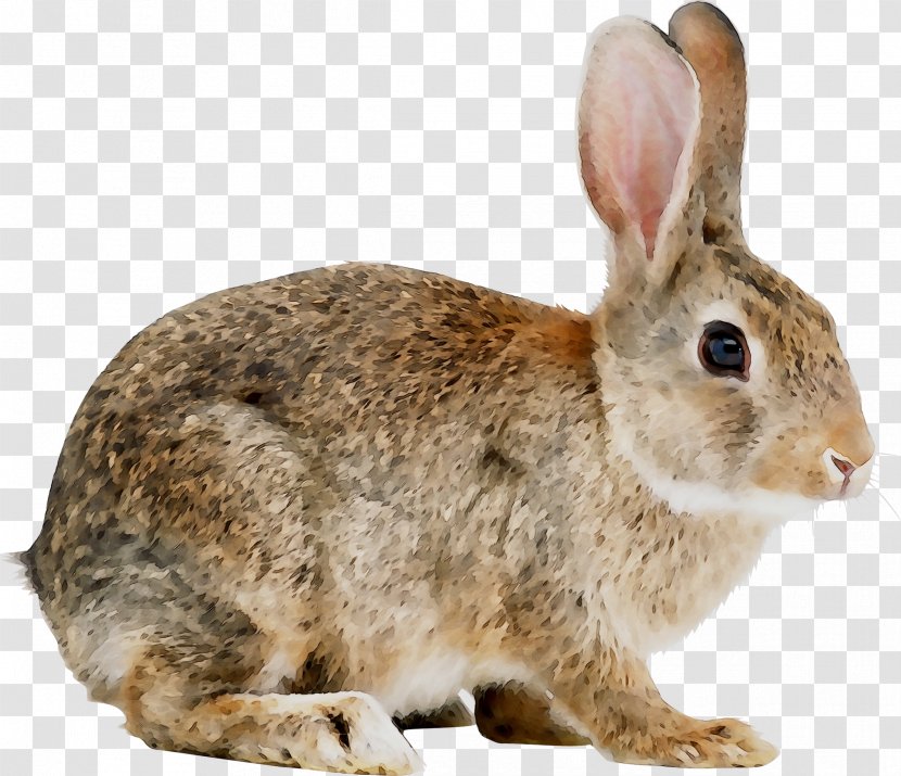 Domestic Rabbit Angora Hare Rex - Ear - Holland Lop Transparent PNG