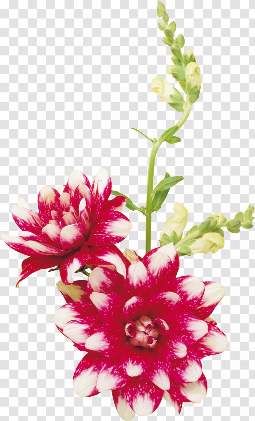 Flower Floral Design Clip Art - Plant Stem - Purple Transparent PNG