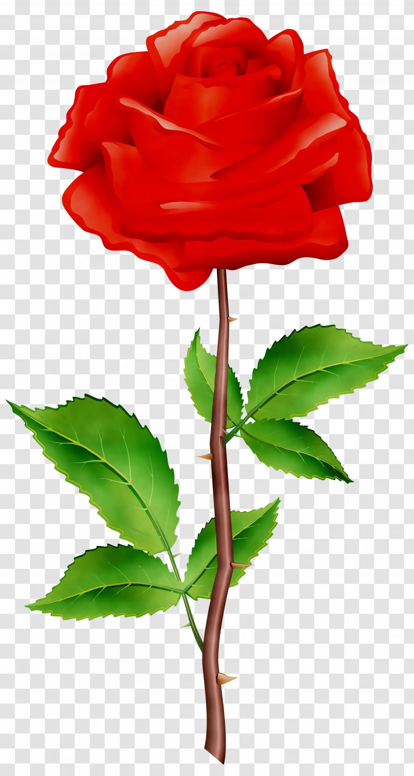 Garden Roses Cabbage Rose Floribunda Plant Stem Cut Flowers - Hybrid Tea - Order Transparent PNG