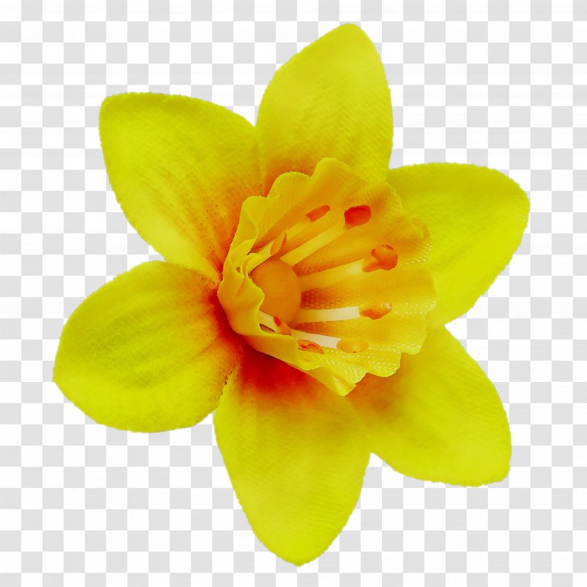 Narcissus - Plant - Flower Transparent PNG