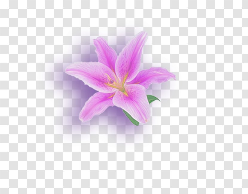 Lilium Flower Petal - Flowering Plant - A Lily Transparent PNG