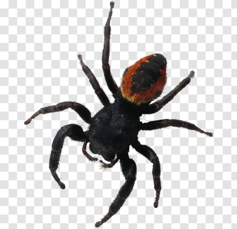 Spider Brachypelma Hamorii Auratum Southern Black Widow - Orb Weaver Transparent PNG