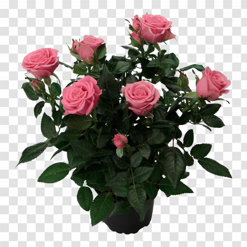 Garden Roses Cabbage Rose Floribunda Memorial - Senecio Transparent PNG