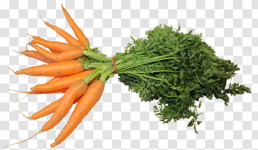 Carrot Vegetable Eating Food Celery - Natural Foods Transparent PNG