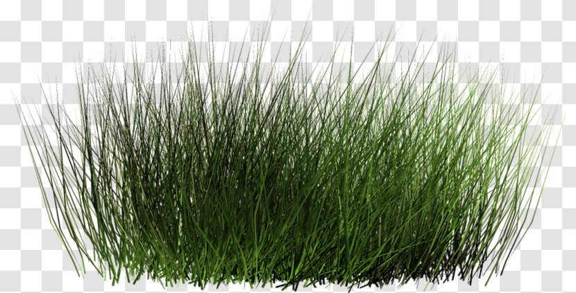 Landscape Architecture Drawing - Grass - Design Transparent PNG