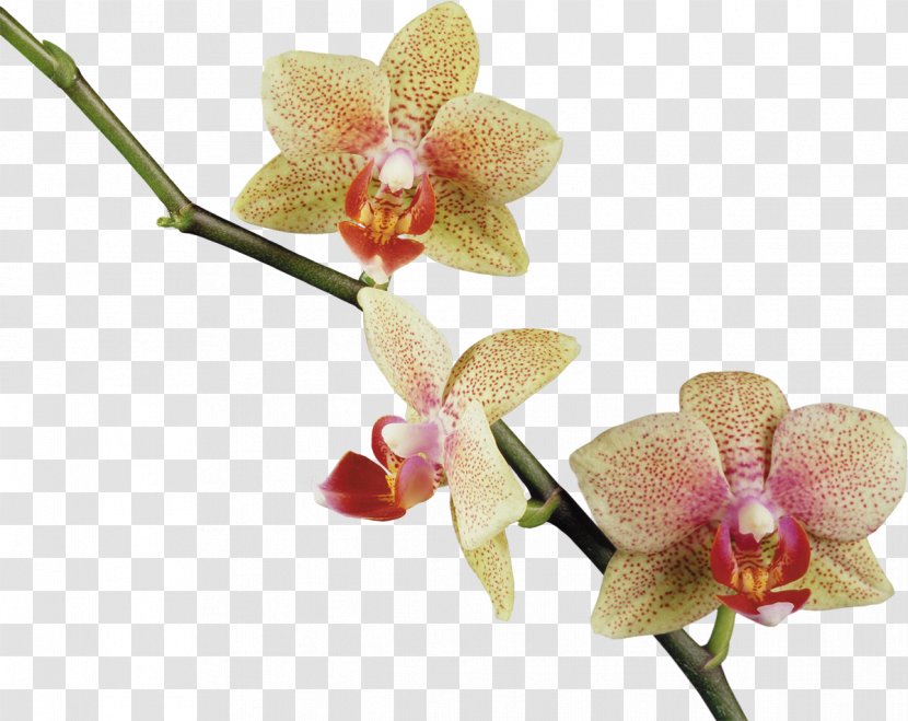 Flower Orchids Clip Art - Mimosa Transparent PNG