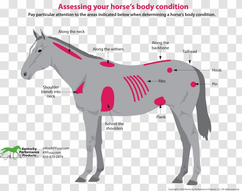 Horse & Hound Equestrian Equine Nutrition Pony - Mule - Body Conditioning Transparent PNG
