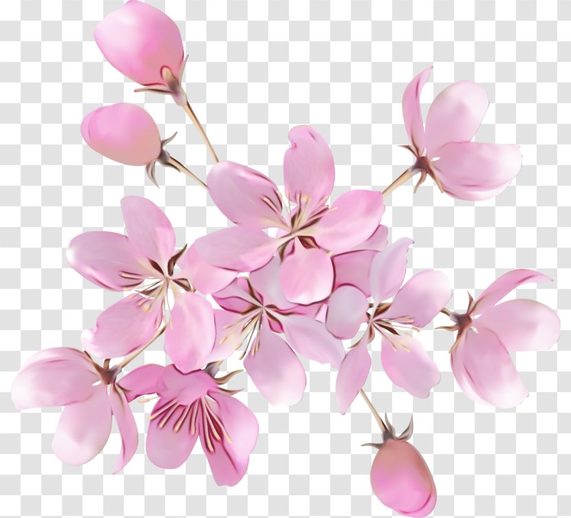 Cherry Blossom - Flower - Branch Lilac Transparent PNG