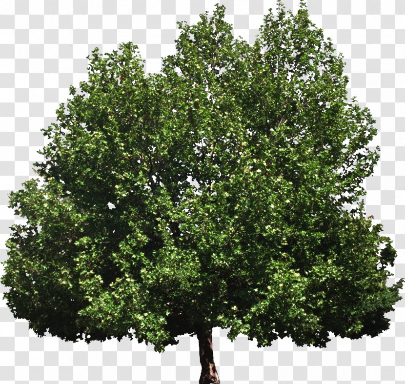 Tree Of Heaven Woody Plant Broad-leaved - Plane Trees - Bush Transparent PNG