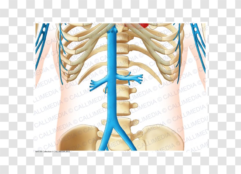 Abdomen Vein Forearm Artery Anatomy - Silhouette - Arm Transparent PNG