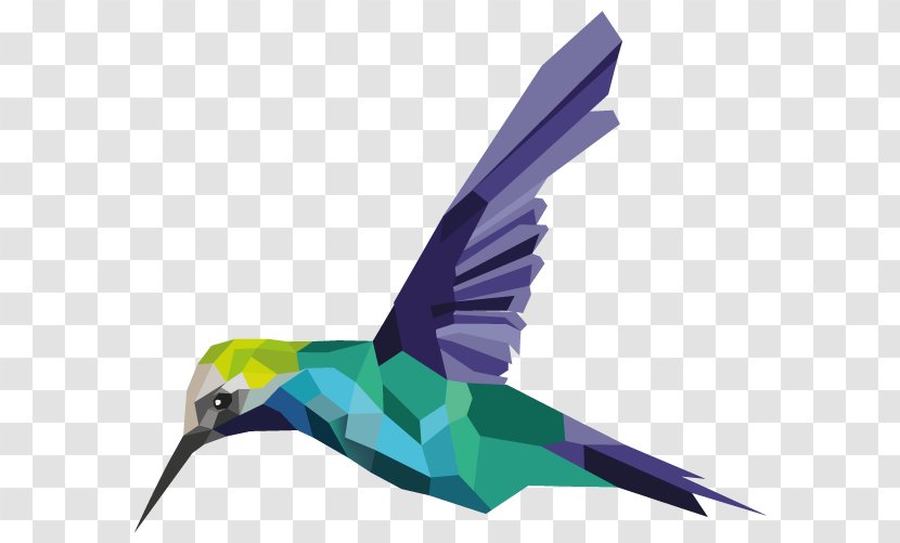 Hummingbird Feather Fauna Beak Parakeet - Colibri Transparent PNG