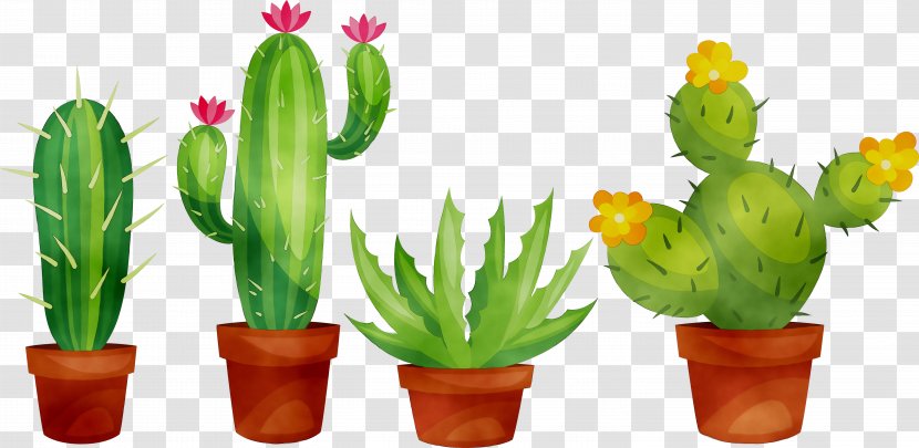 Cactus Clip Art Succulent Plant - Caryophyllales - Echeveria Lilacina Transparent PNG