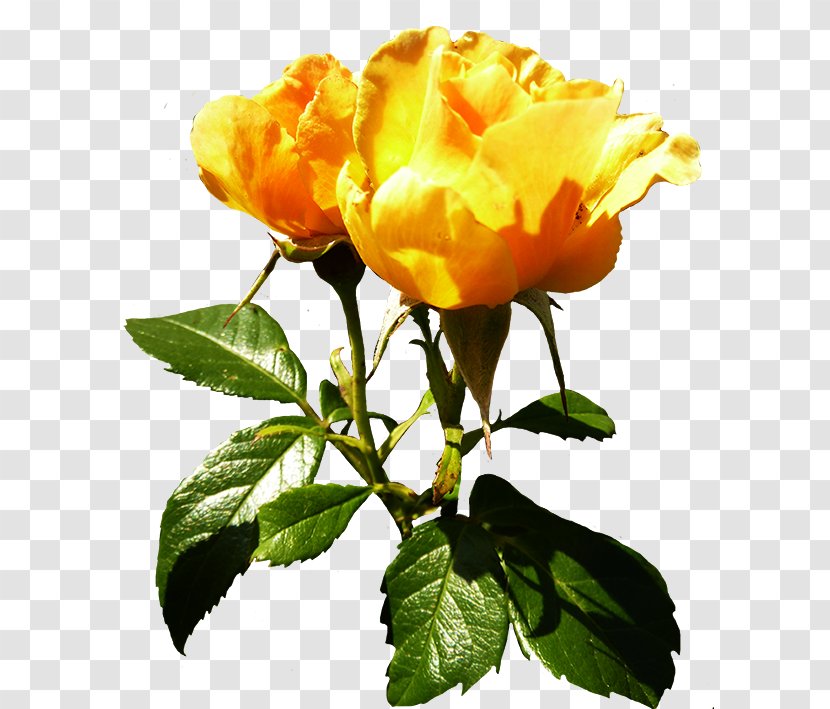 Centifolia Roses Flower Yellow Orange Plant Stem - Rose Transparent PNG