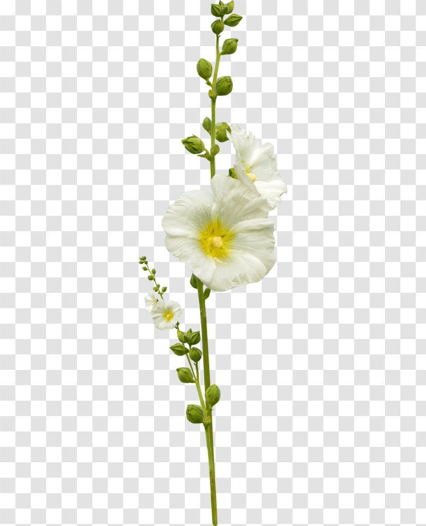 Flower Leaf Photography - Overlay Transparent PNG