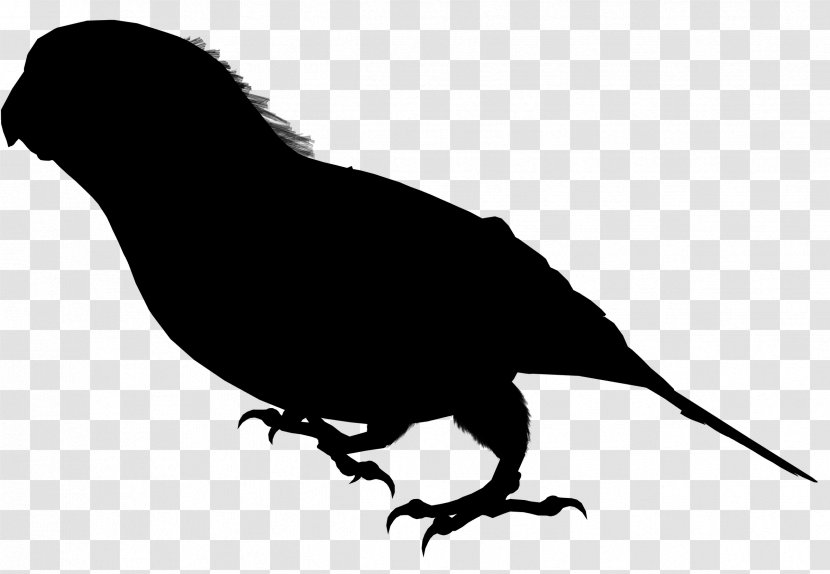 Beak Clip Art Fauna Feather Silhouette - Black Transparent PNG