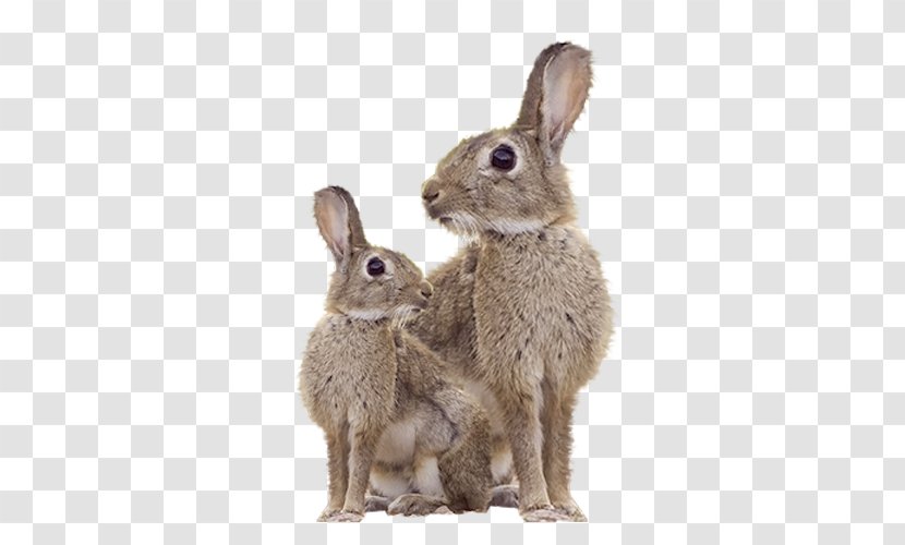 Domestic Rabbit Hare Pet - Wildlife - In Kind Transparent PNG