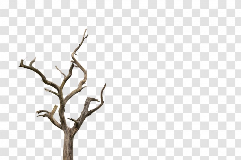Tree Clip Art Branch Trunk - Woody Plant - Somalian House Transparent PNG