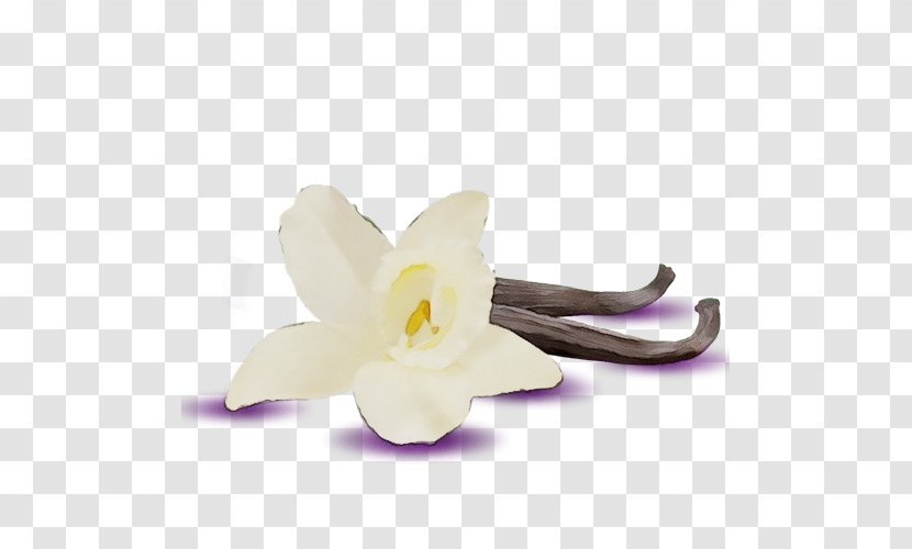 White Petal Flower Violet Plant - Narcissus Dendrobium Transparent PNG