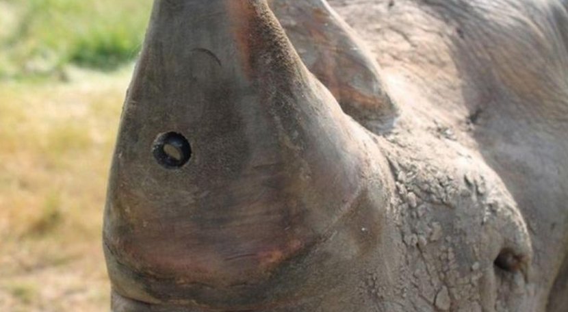 Northern White Rhinoceros Poaching Camera Horn - Rhino Transparent PNG