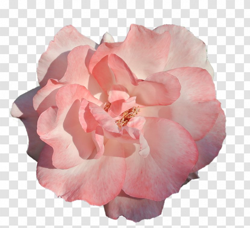 Flowers Background - Flower - Begonia Perennial Plant Transparent PNG