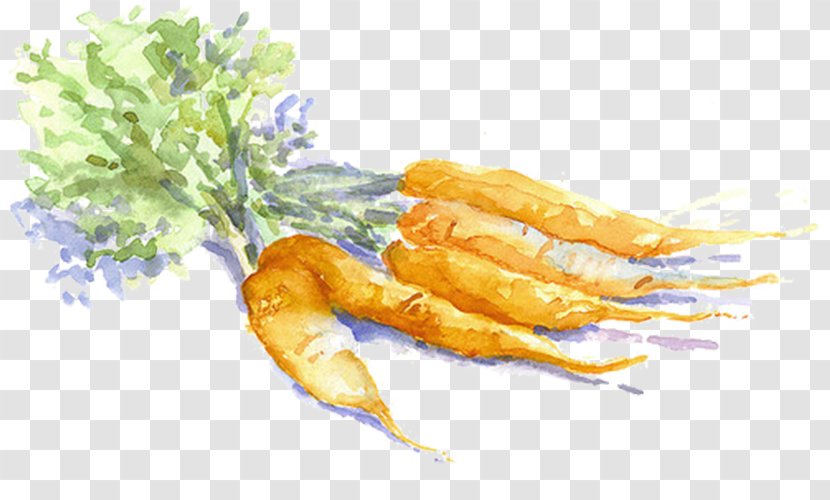 Carrot Drawing Vegetable Watercolor Painting Sketch - Animal Source Foods - Yellow Carrots Transparent PNG