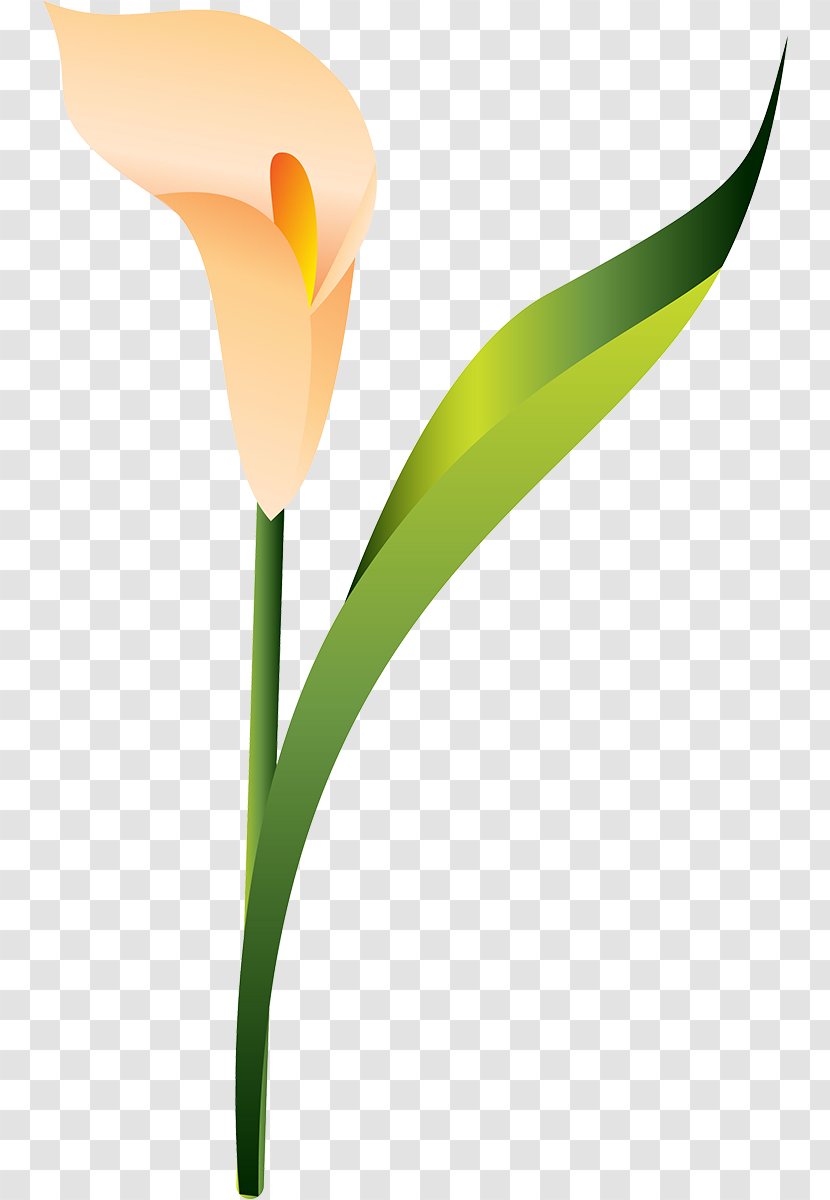 Tulip Plant Stem - Seed Transparent PNG