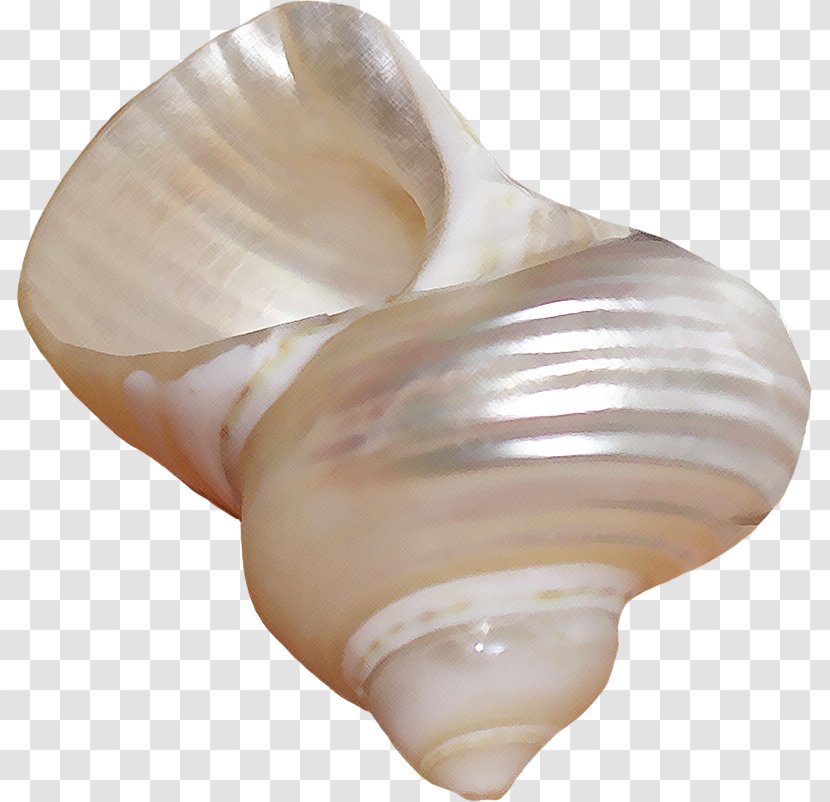 Seashell Shankha Conchology Shell Beach Tellinidae - Polyvore Transparent PNG