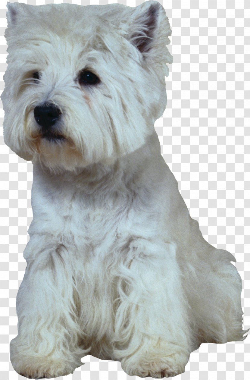 West Highland White Terrier Scottish Puppy Golden Retriever Labrador - Carnivoran - Gabriella Wilde Transparent PNG