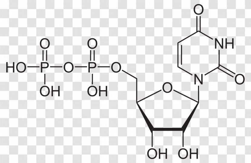 Uridine Triphosphate Nucleotide Diphosphate Monophosphate - Flower - Frame Transparent PNG