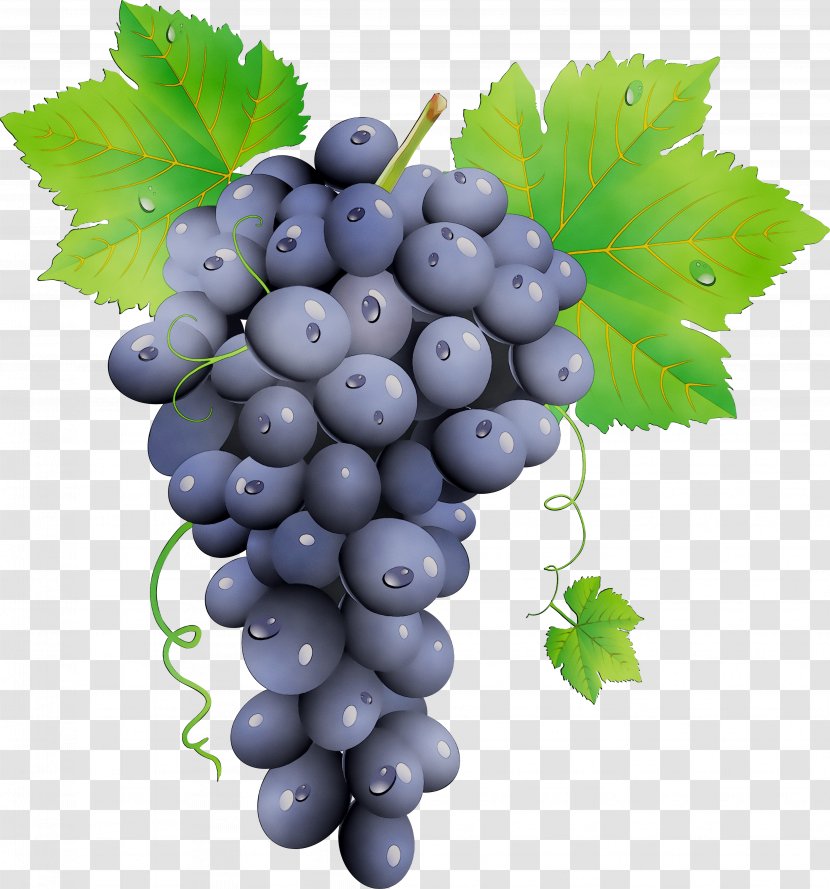 Grape Zante Currant Seedless Fruit Bilberry Blueberry - Flower - 2018 Transparent PNG
