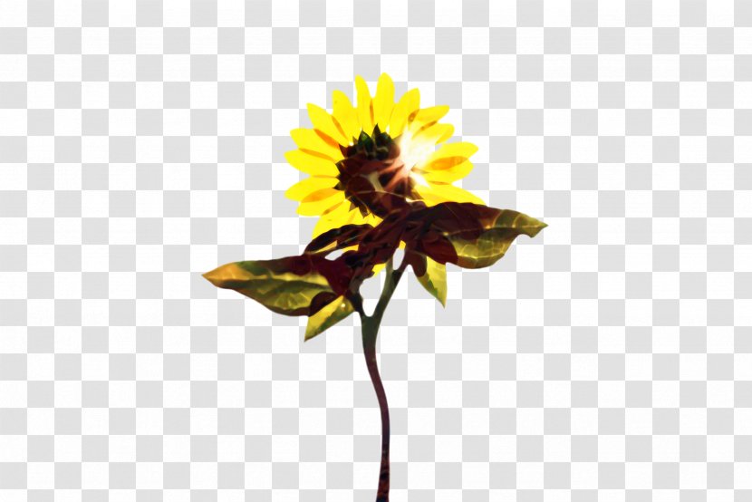 Cartoon Bee - Dandelion - Wildflower Transparent PNG