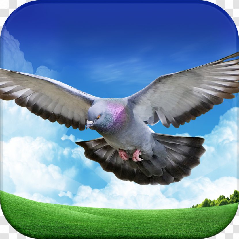 Move IOS Android Columbidae - Fauna - Pigeon Transparent PNG