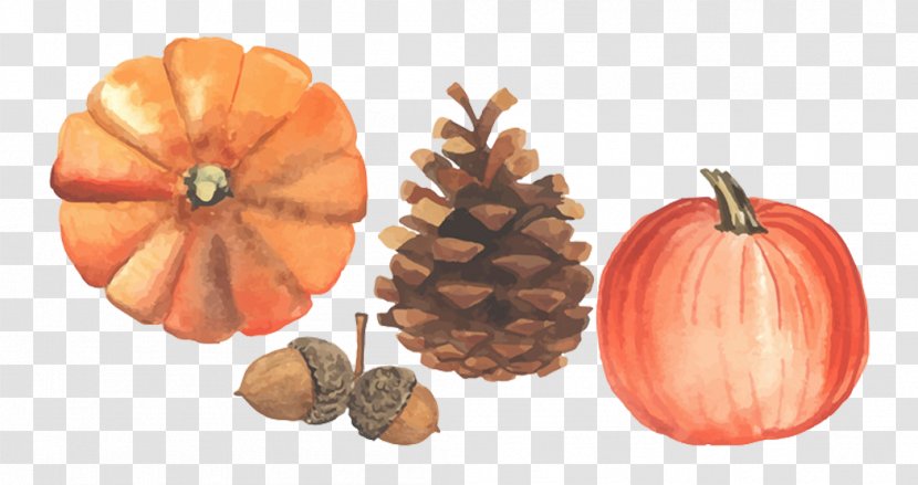 Autumn Illustration - Winter Squash - Harvest Season Transparent PNG