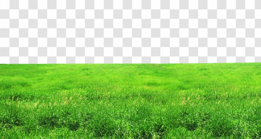 Grassland Ecosystem Lawn Grasses Wallpaper - FIG Green Grass Transparent PNG