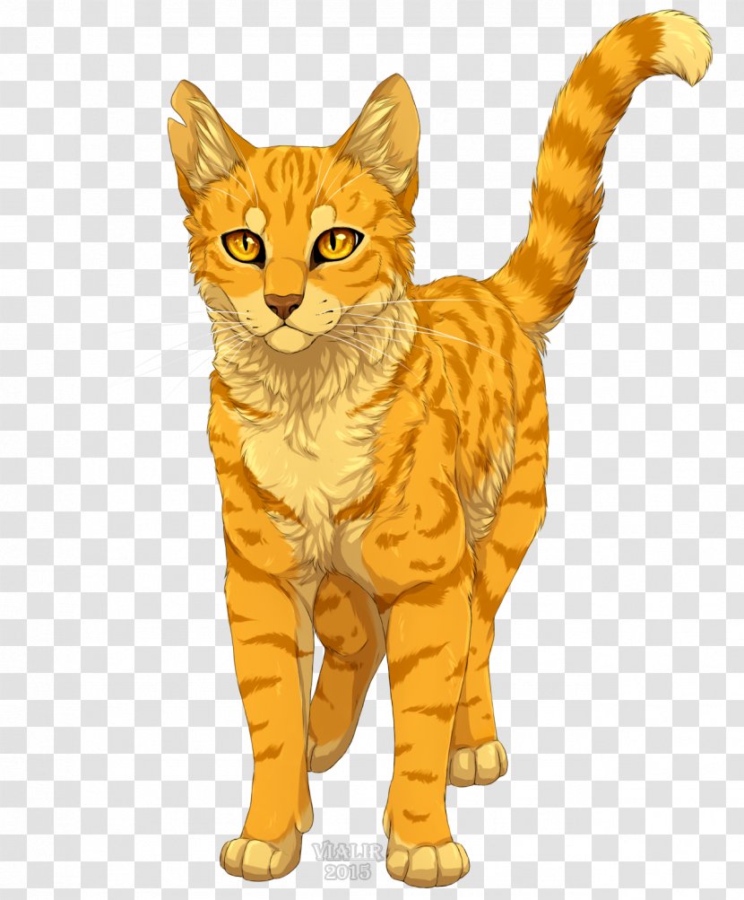 Cat Warriors Lionblaze Erin Hunter Firestar - American Wirehair - Cats Transparent PNG