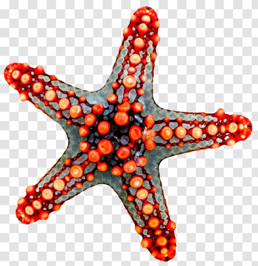 Starfish Amazing Dive Art 51 Scuba Seashell - Body Jewellery Transparent PNG