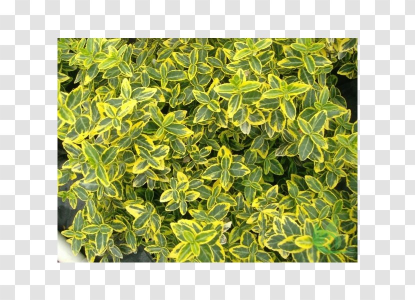 Fortune's Spindle Euonymus Japonicus Shrub Evergreen Variegation - Green - Leaf Transparent PNG