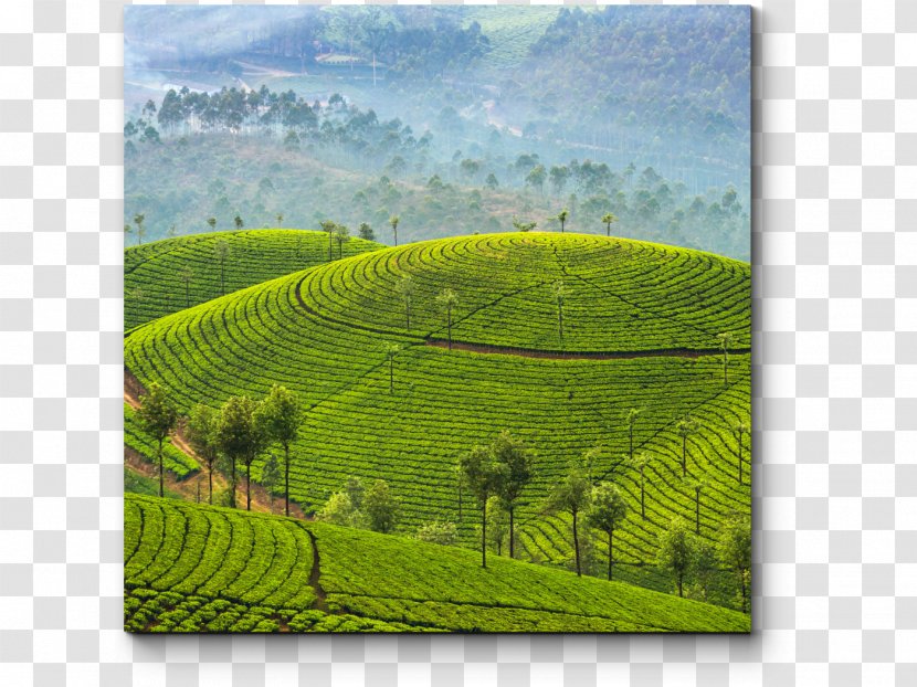 Munnar Kochi Kumarakom Package Tour Tea - Travel Transparent PNG