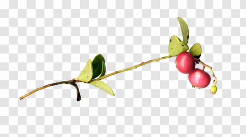 Twig Plant Stem Leaf - Berry Transparent PNG