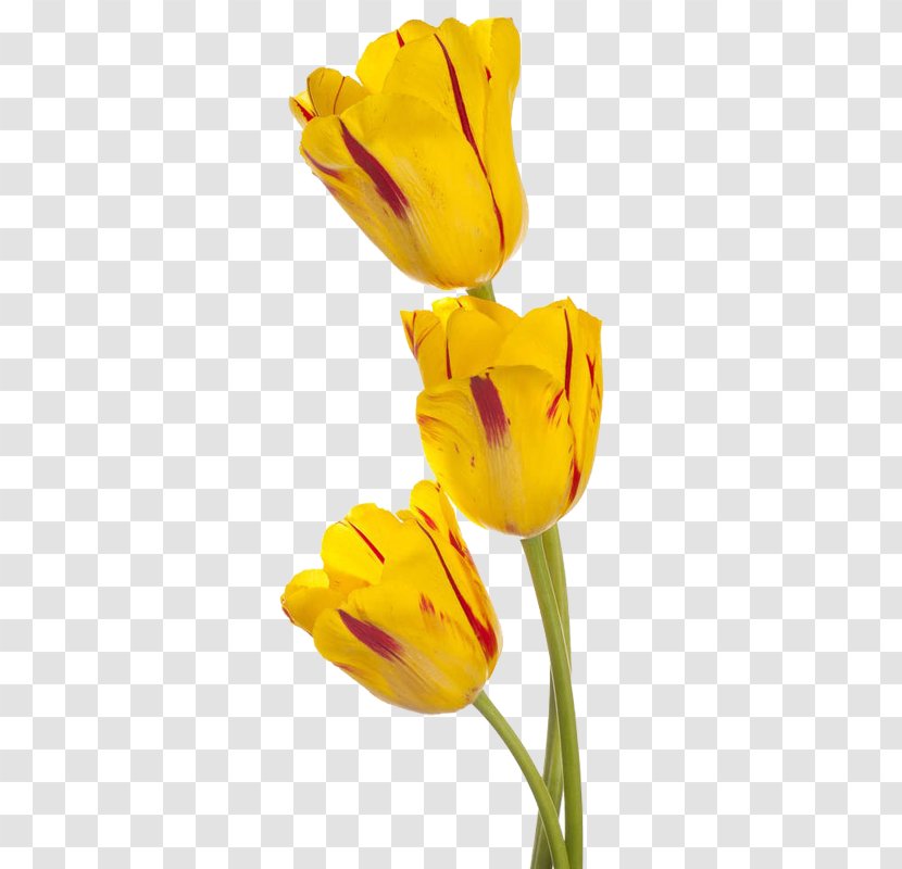 Tulip Yellow Flower Download Stock Photography - Spring - Three Tulips Transparent PNG