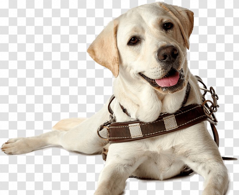 Labrador Retriever Puppy Guide Dog Companion Breed - Carnivoran - Aquarene Transparent PNG