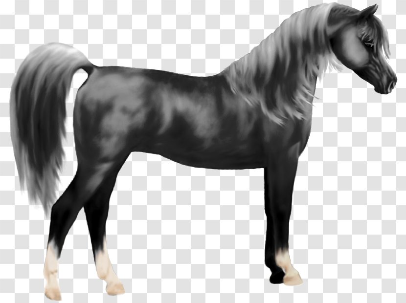 Mane Mustang Stallion Pony Halter - Horse Supplies - Arabian Transparent PNG