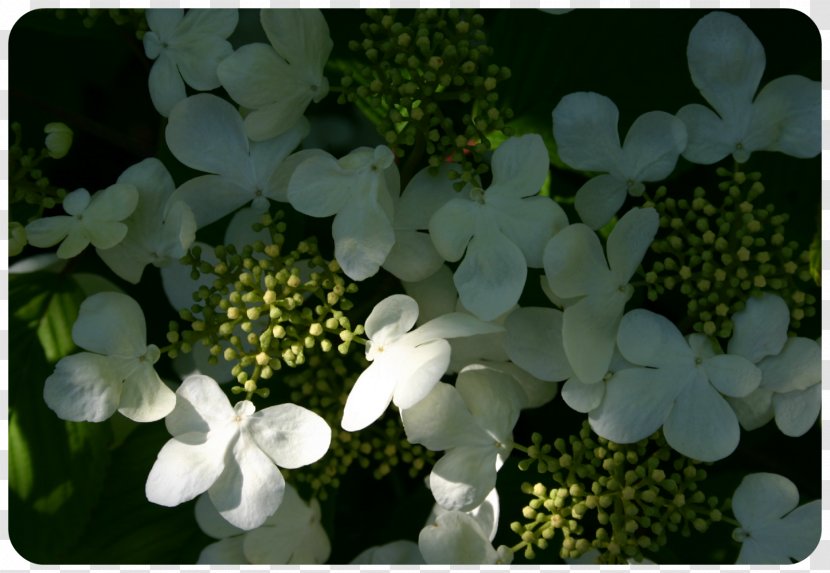 Hydrangea Viburnum Petal - The Little Monkey Scatters Flowers Transparent PNG