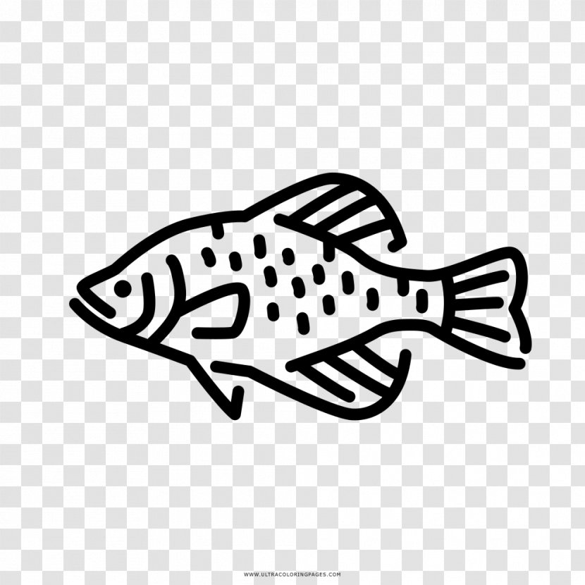 Black Crappie Freshwater Fish Fresh Water Clip Art - Area Transparent PNG