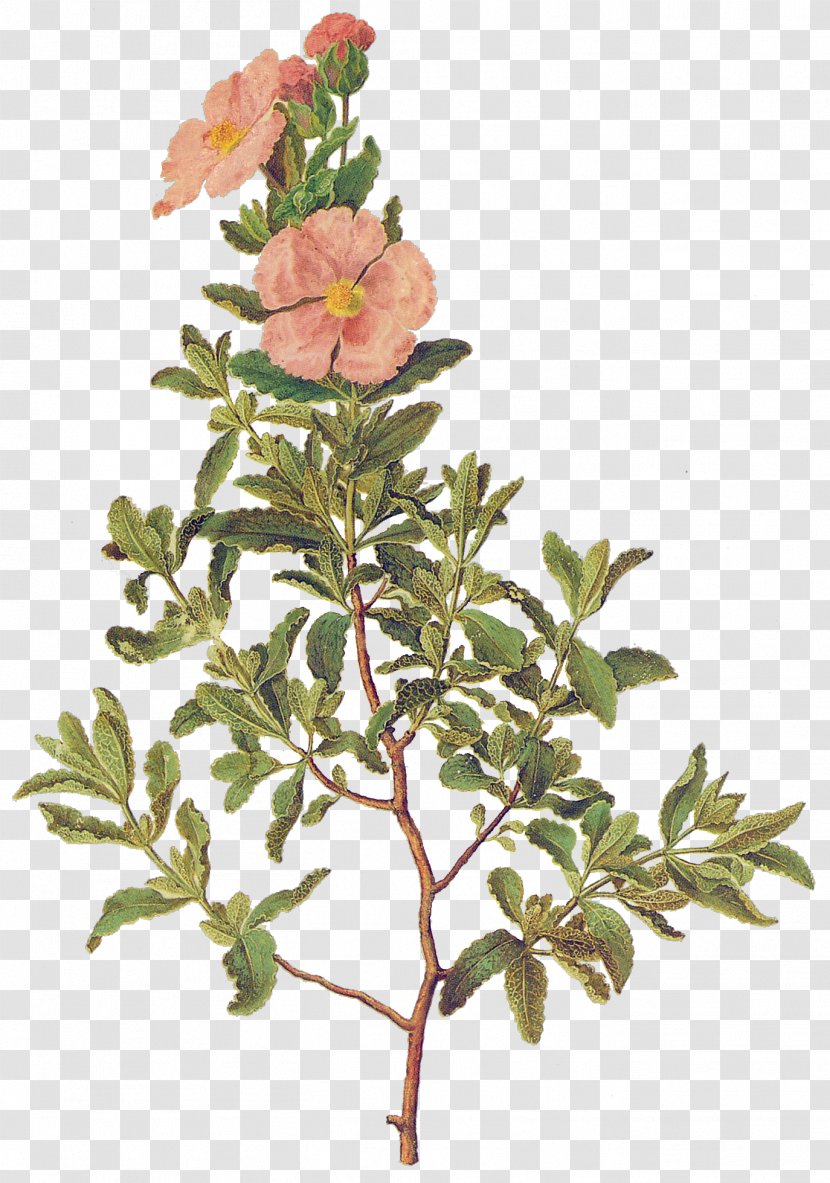 Cistus Albidus Gottorfer Codex Botanical Illustration Shrub Botany - Hans Simon Holtzbecker - To Write Transparent PNG