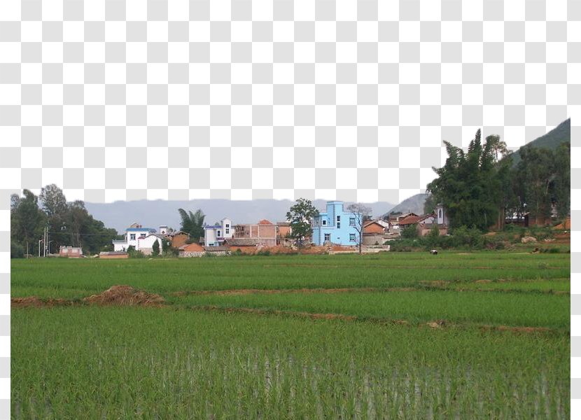 Download Computer File - Meadow - The Community Next To Rice Fields Transparent PNG