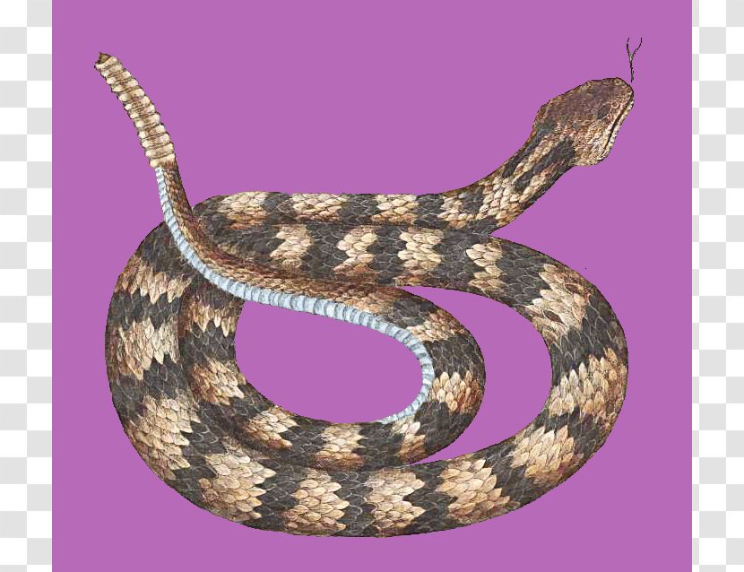 Rattlesnake Vipers Reptile Animal - Western Hognose Snake - Snakes Transparent PNG