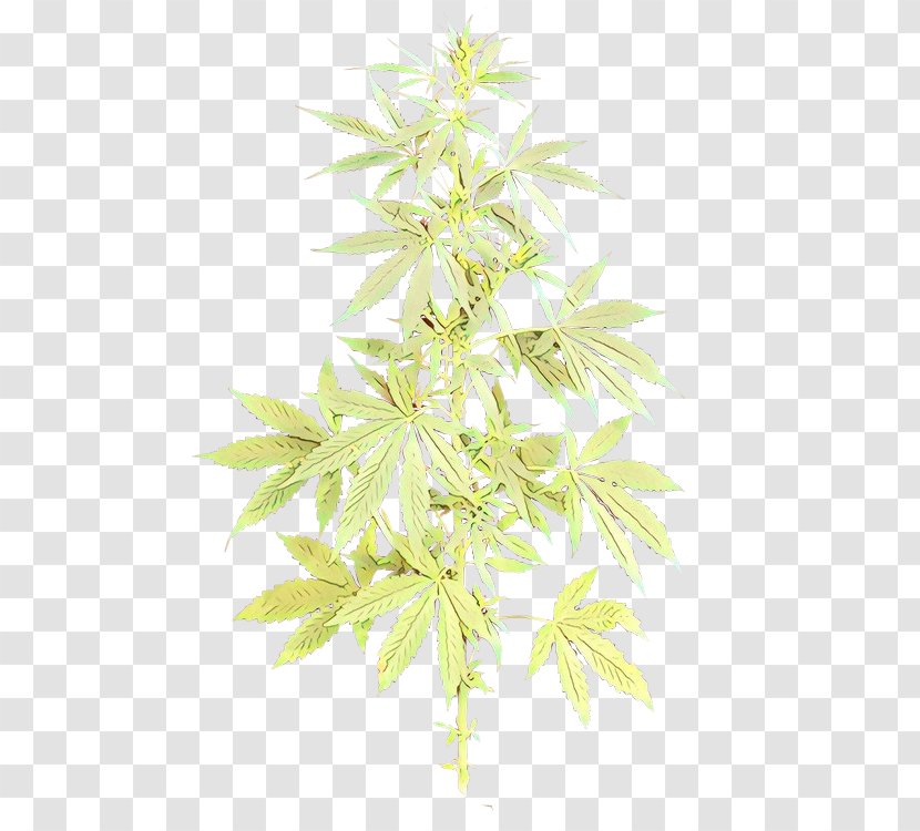 Plant Leaf Flower Flowering Hemp Family - Stem Transparent PNG