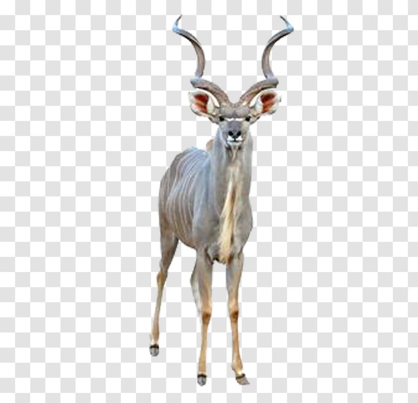 Greater Kudu Antelope Common Eland Cheetah - Goats Goat Animal Material Transparent PNG