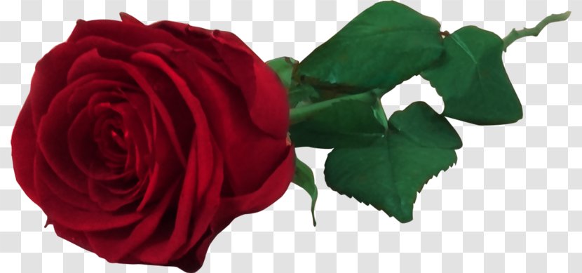 Garden Roses Cabbage Rose - Artificial Flower - BELLE ROSE Transparent PNG